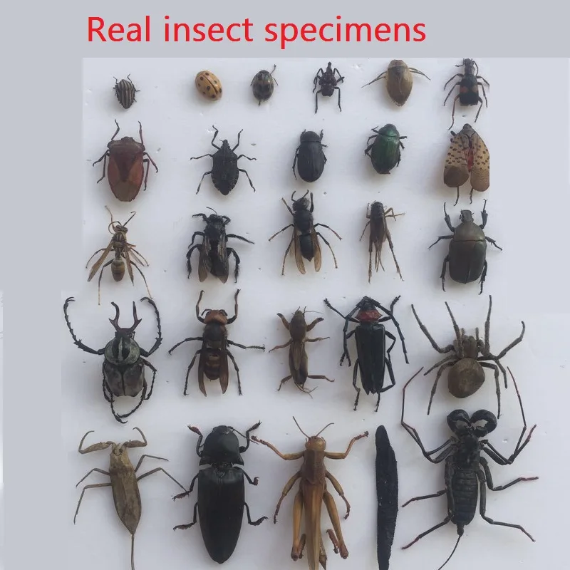 

Real Insect Specimen Beetle Unicorn beetle Scarab Flat Stag beetle Student Observation Teaching DIV Collection Gift