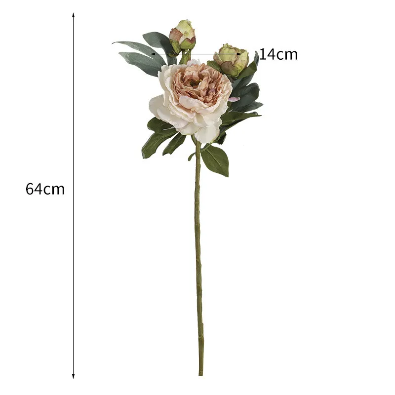 Трехсторонние французские пионы с сгоревшими краями натуральные