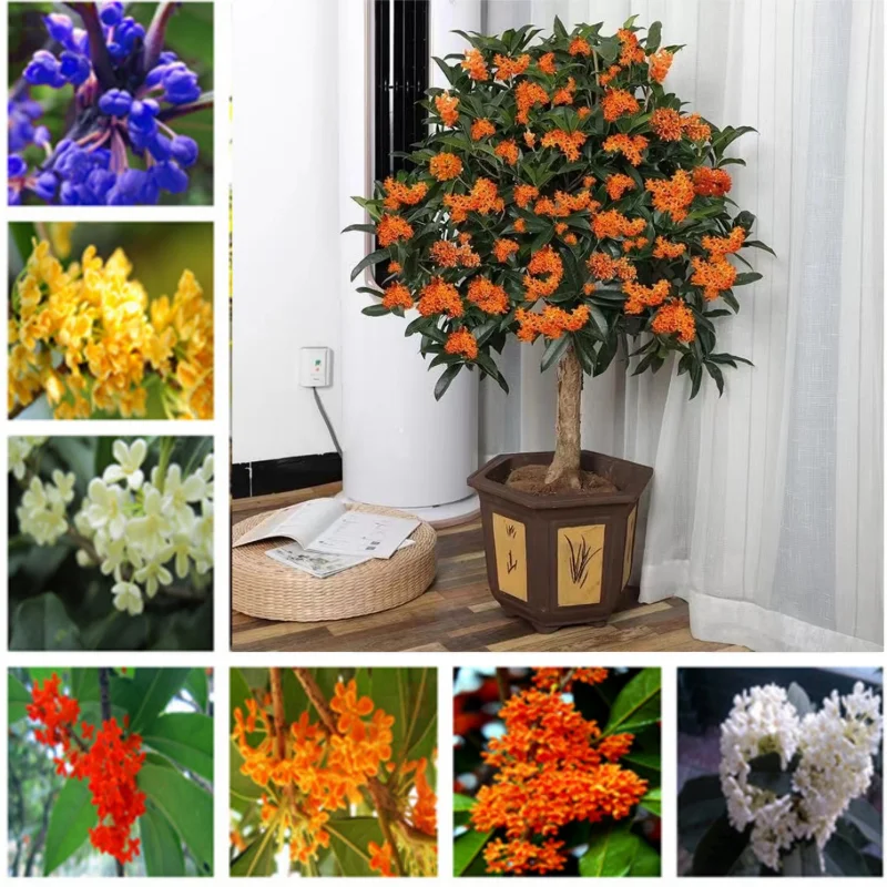 

20шт osmanthus растение бонсай декоративный аромат очищает воздух