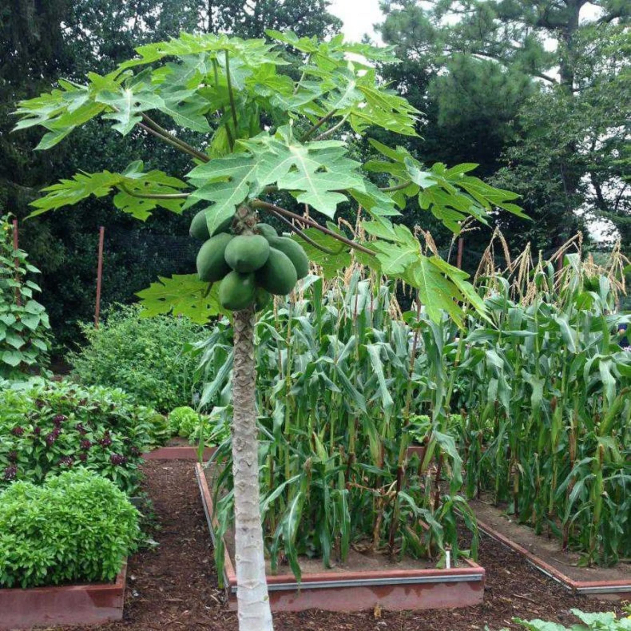 Папайя бонсай. Как вырастить папайю. Папайя дынное дерево комнатное. Папайя саженец. Папайя дынное дерево комнатное.
