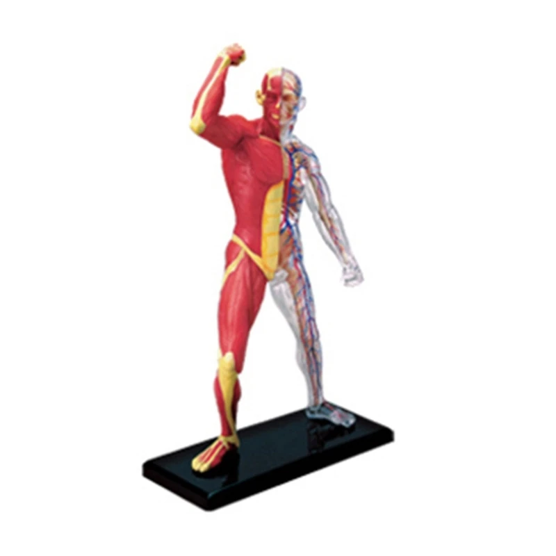 

F3MA Миниатюрная модель скелета для анатомии человека для медицинского обучения и демонстрации