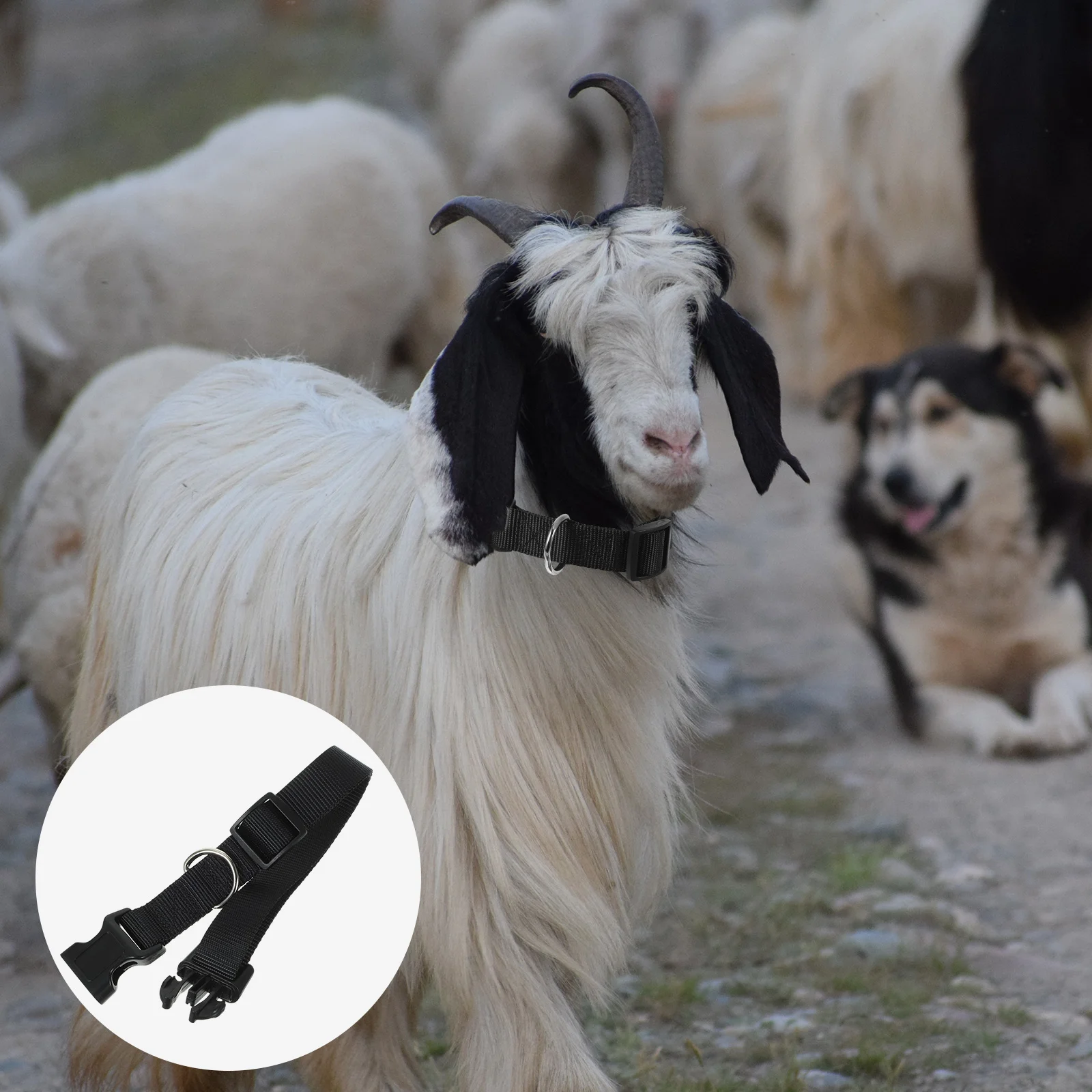 

10 Pcs Husbandry Accessories Whelping Collars Adjustable Goat Livestock Supplies Cow Halter Pet Animal