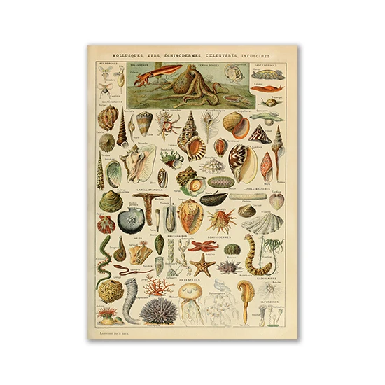 

Ретро-постер "Palaeobios", насекомые, бабочки, грибы, холст