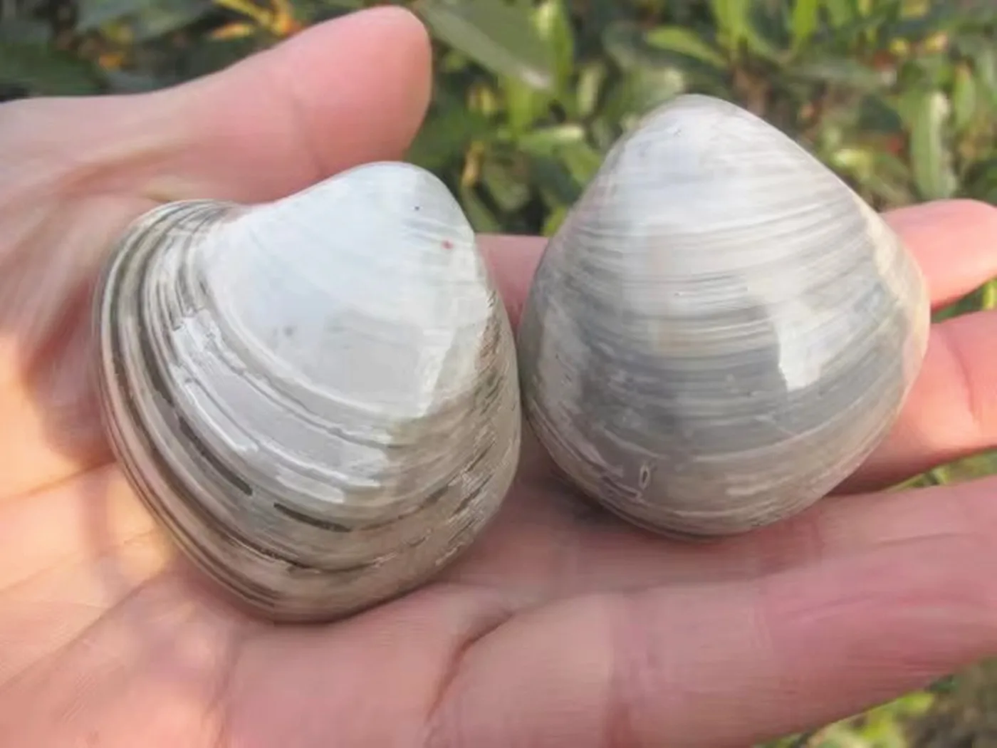 

Образцы морских ракушек из кварца