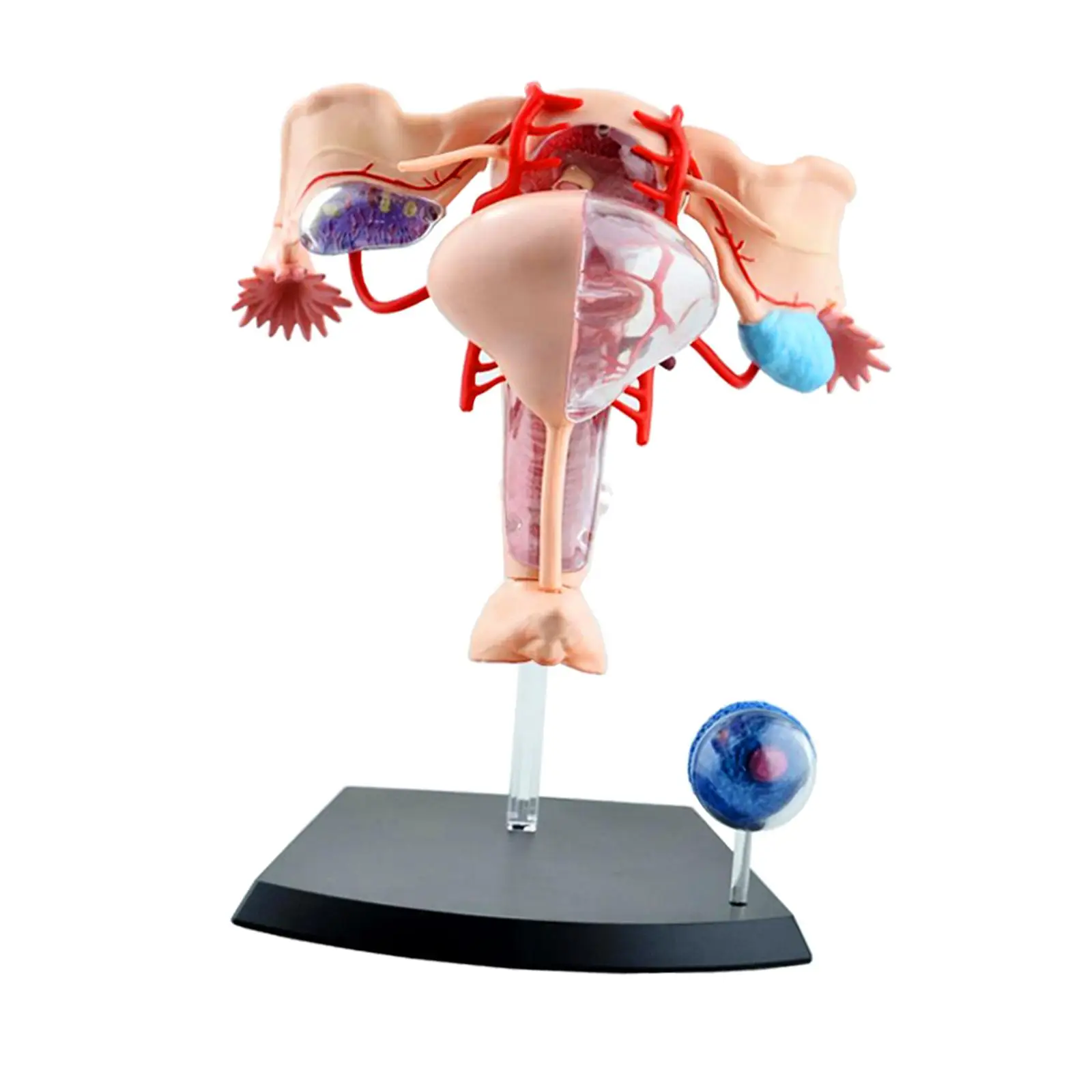 

Модель женской репродуктивной анатомии для студентов, обучающая биология, обучающая игрушка