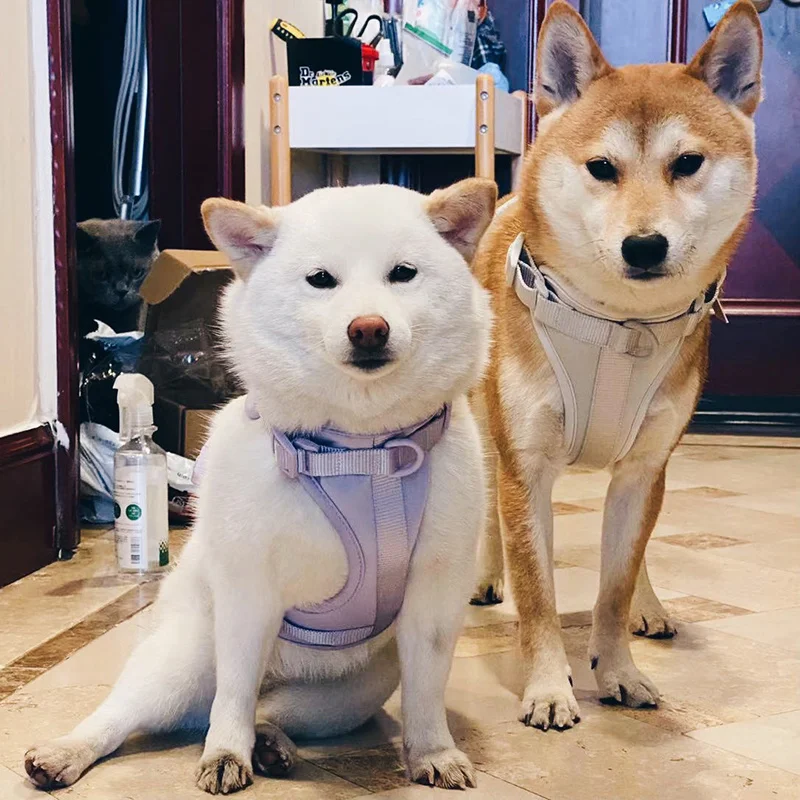 Роскошный комплект шлейки и поводка для домашних питомцев Воздухопроницаемый