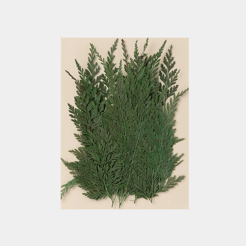 

“Green Mini Fern ” Natural Dried Flowers Plants 15pcs/bag for DIY Candle Making Jewelry Making Crafts Wedding cards Accessories