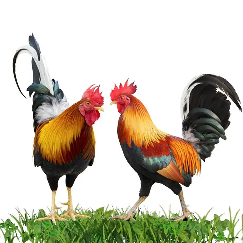 

Realistic Rooster Yard Decor Outdoor Garden Acrylic Chicken Stakes For Backyard Patio Kitchen Decor And Lawn Ornaments