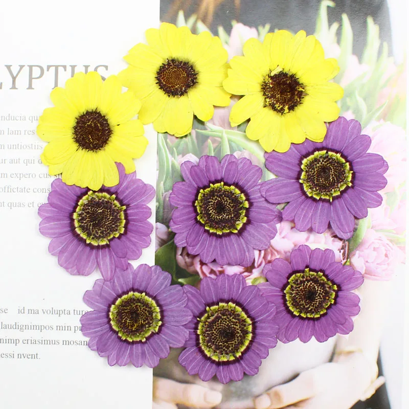 

40pcs Pressed Dried 3-5cm Yellow/Purple Grandaisy Flower Plants Herbarium Jewelry iPhone Phone Case Frame Making Accessories