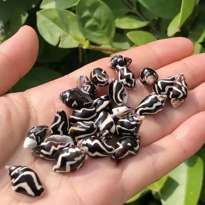 6 шт. маленькая ракушка черная улитка Зебра узор цветочное пятно украшение для