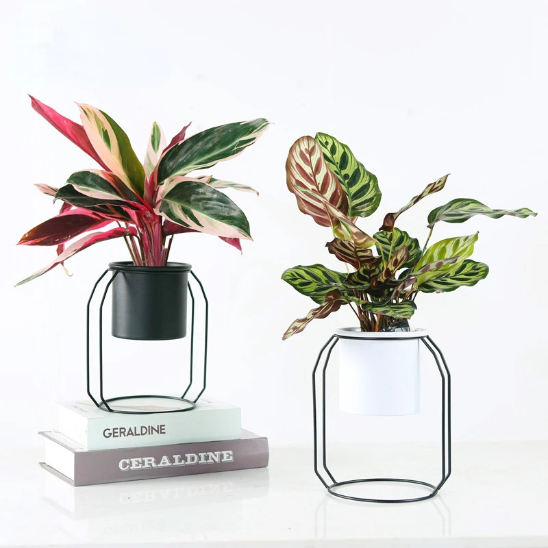 

Nordic Iron Art Stand for Flowers Indoor Green Luo Flower Stand Balcony Decoration Metal Racks Versatile Practical Plant Stand