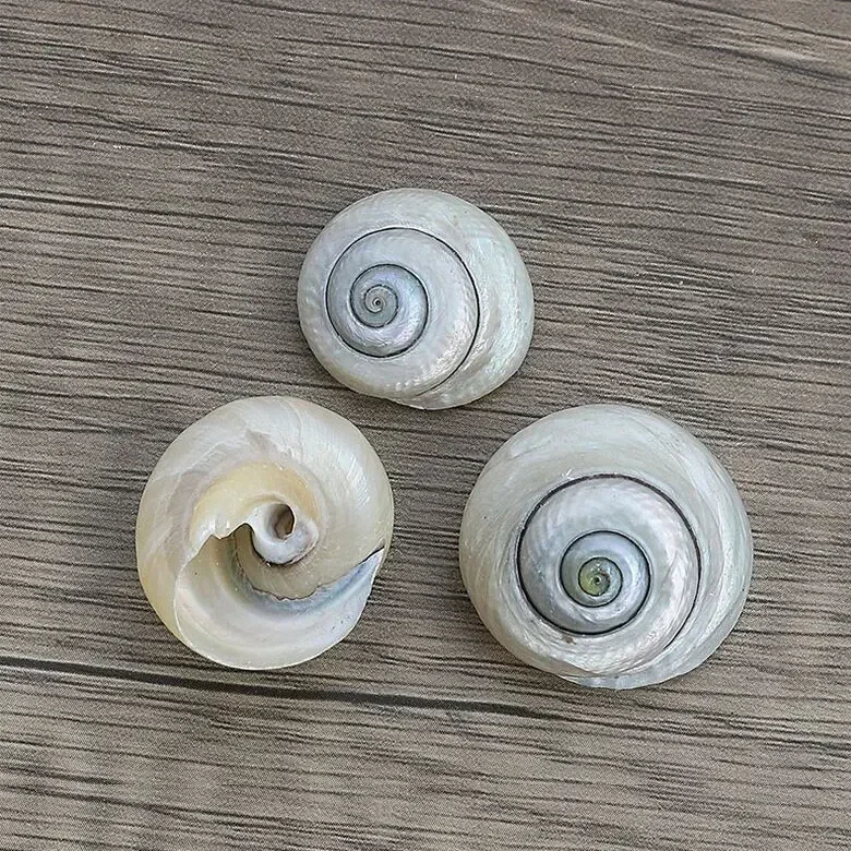 ОКС-глаз улитка естественный раковина для детского сада ручная работа материал