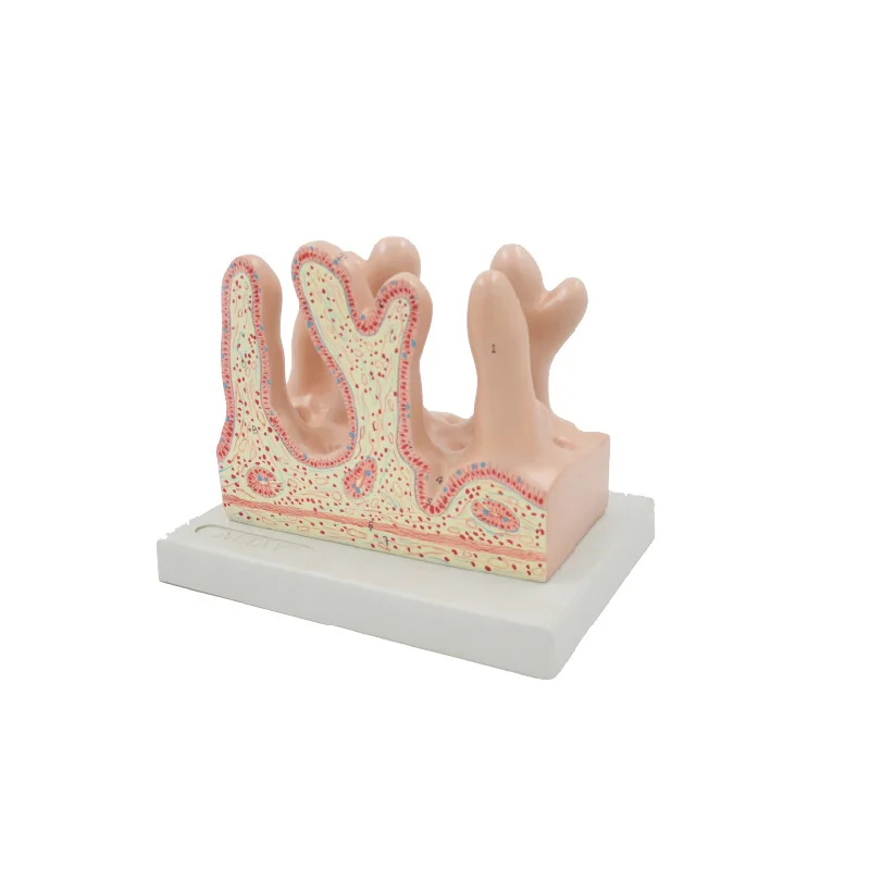 

Human Intestinal Villis Anatomy Model Medical Teaching Tools Drop Shipping