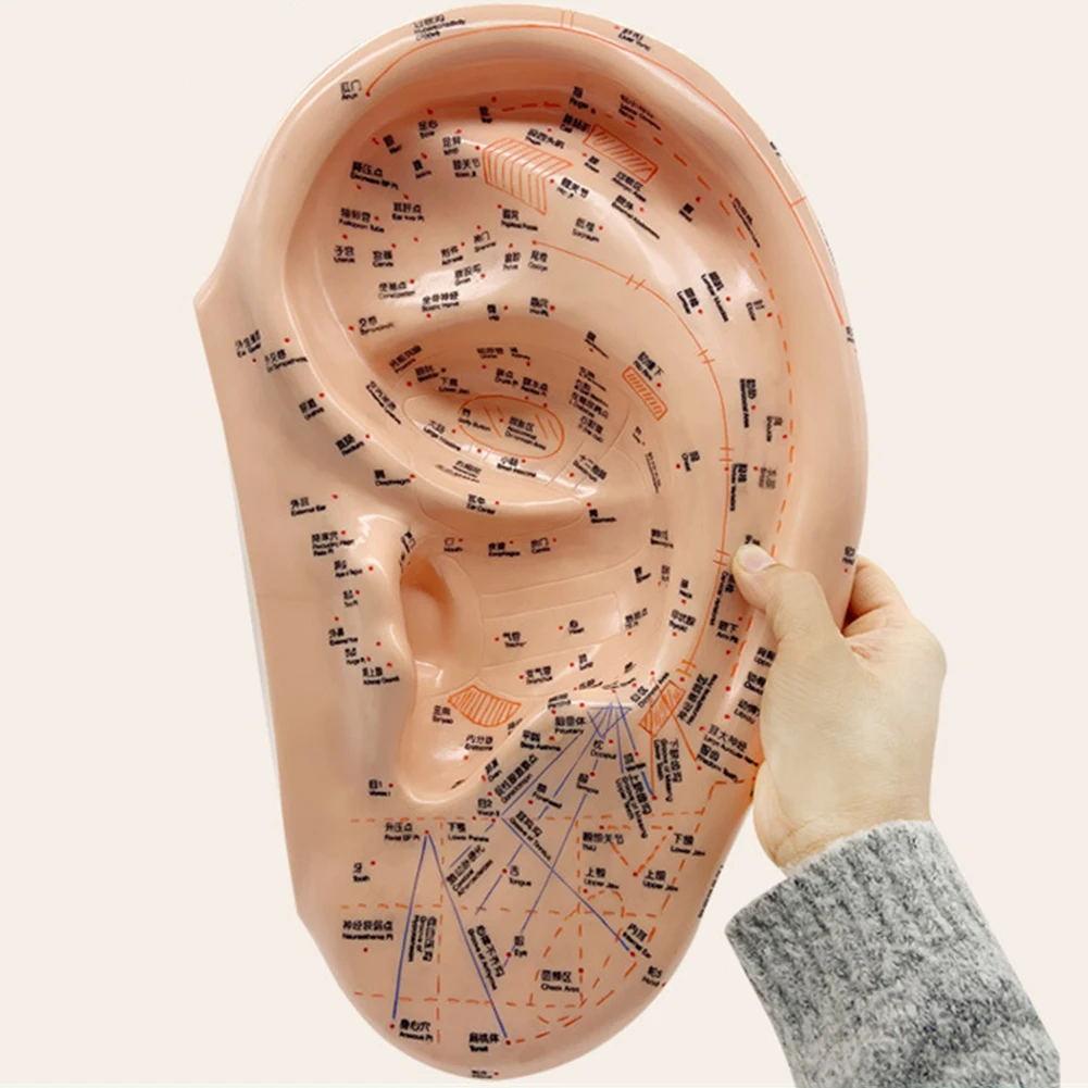 

40cm Ear Acupuncture Model Auricular Application Model Ear Acupuncture Points Model Ear Acupuncture Earpins Model