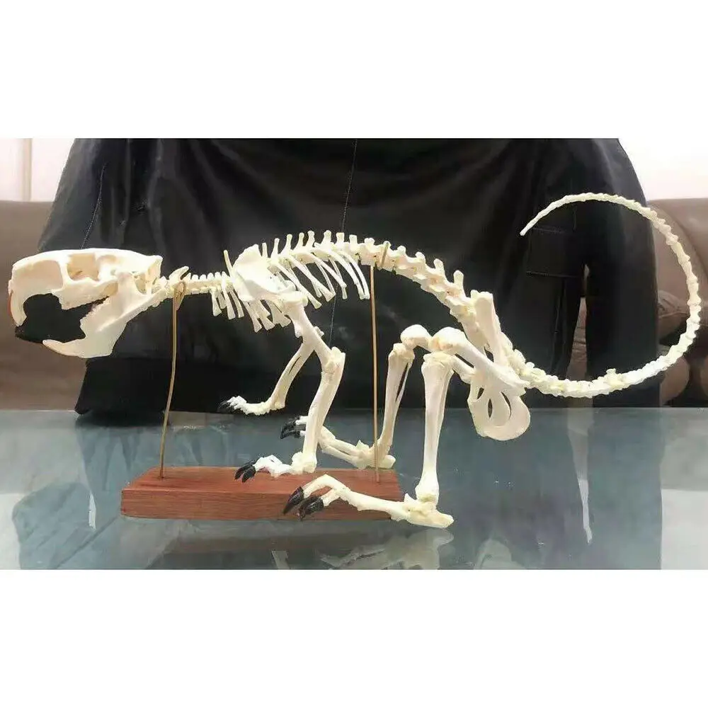 

1Pcs complete Coypu animal skeleton specimen Ornaments, collectibles