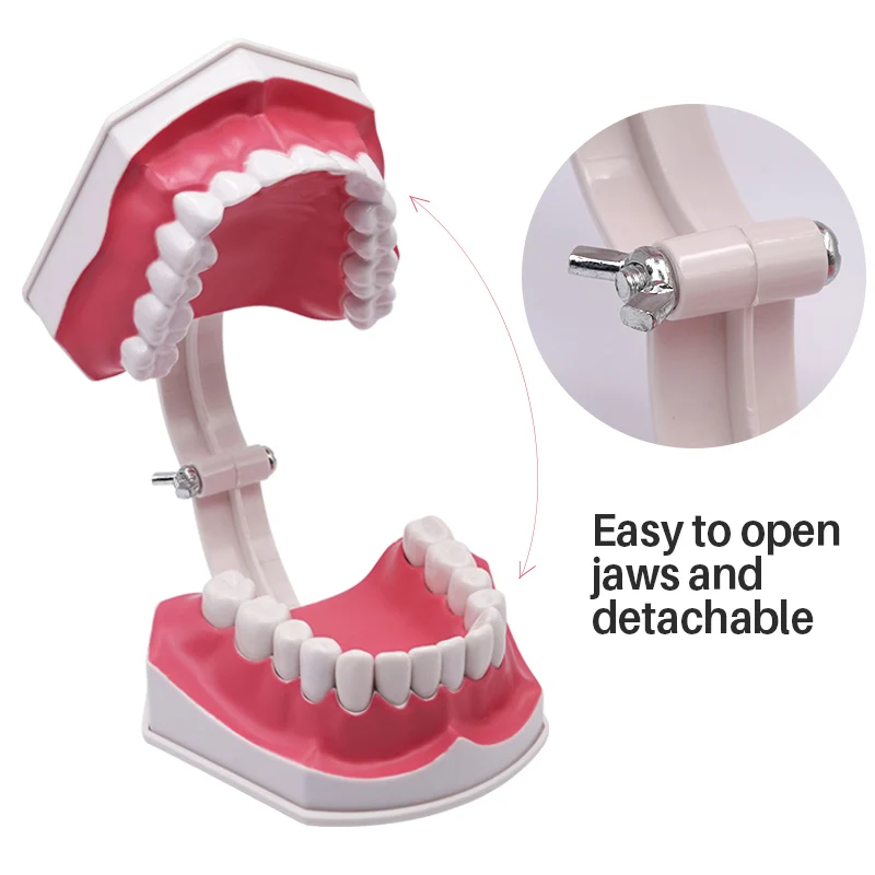 Гигантская модель зубов с зубной щеткой и съемными зубами Стандартные
