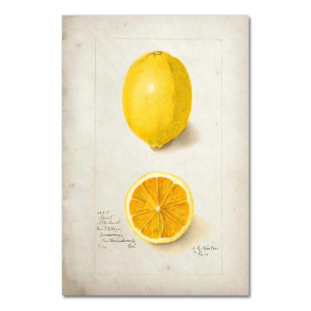 

Кухонный постер с фруктами, винтажный постер, античная холст, печать, груша, яблоко, оранжевый, ананас, настенное искусство, декоративная картина, холст, живопись