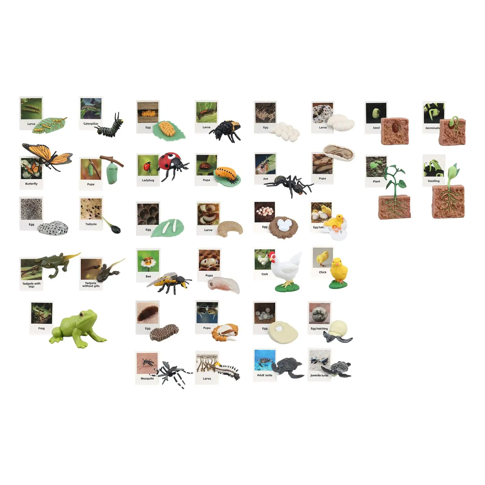 

Life Cycle Figurines Toy Biology Science Early Education Animal Growth Cycle Figures Growth Stage Model for Boys and Girls