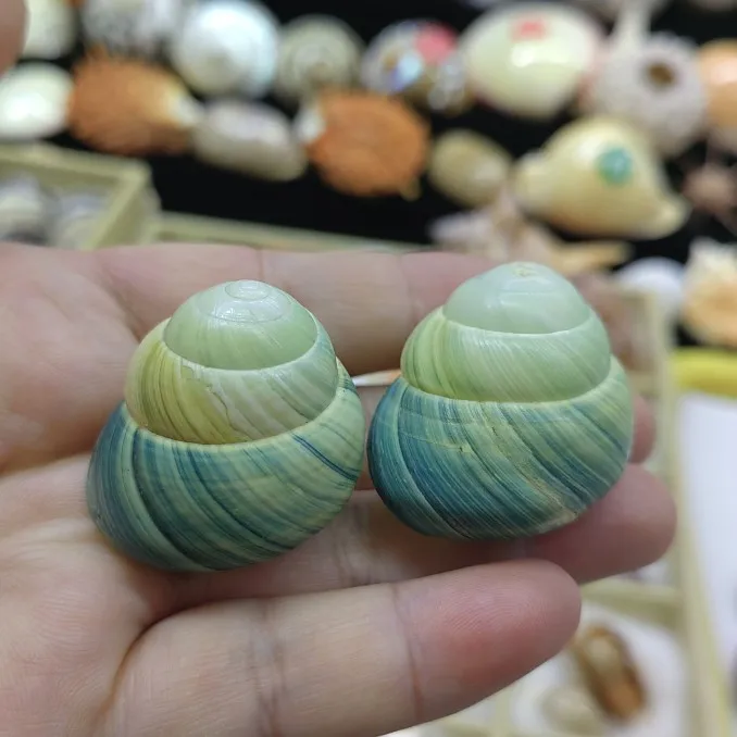 1 шт. ракушки в форме ракушек