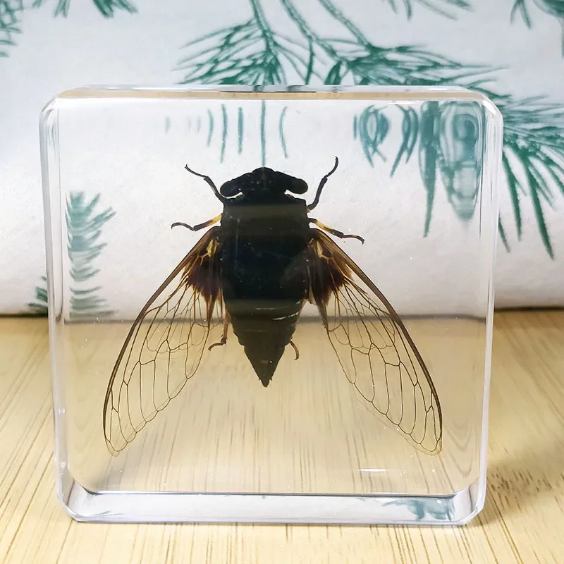 Настоящие образцы насекомых запечатанные жуки раковины завернутые в смолу