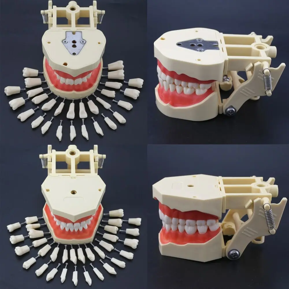 Frasaco AG3 Type Dental Restorative Prep Typodont Model 28/32pc Removable Teeth