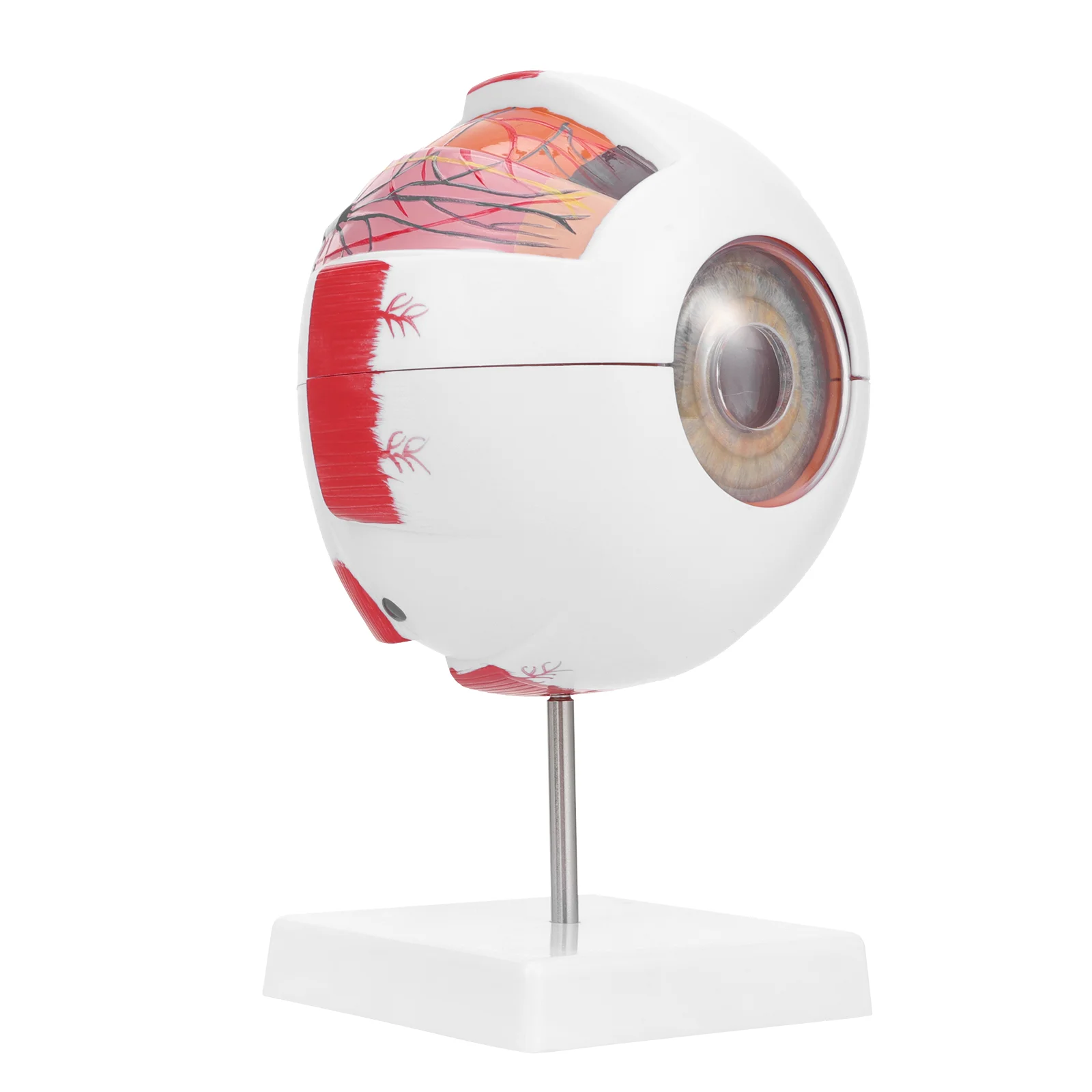 

Teaching Eye Model Mannequin Eye Magnification Model Dissected Horizontal Plane Eyeball 3d Eye Model Pvc Lens Vitreous Body
