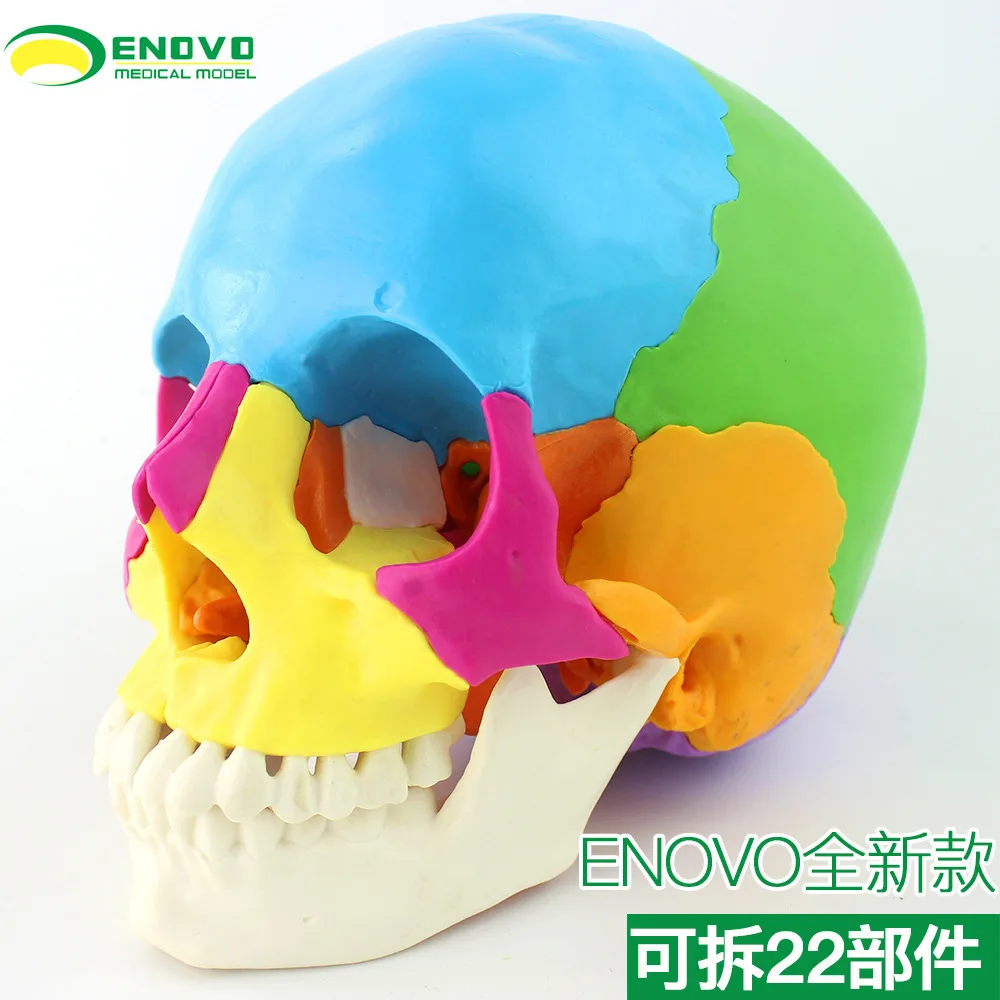 

Enovo медицинский человеческий череп, модель, косметика, обучающий череп, съемный череп, 22 части