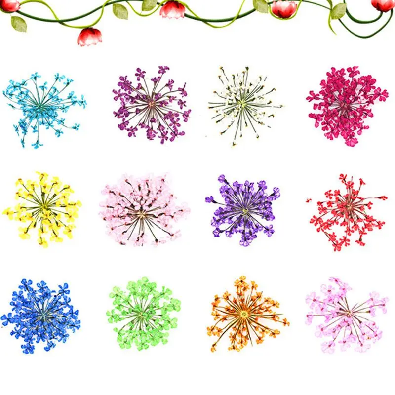 

24Pcs Real Pressed Flower Anne's Lace Dried Flower Nail Art Resin Jewelry Making