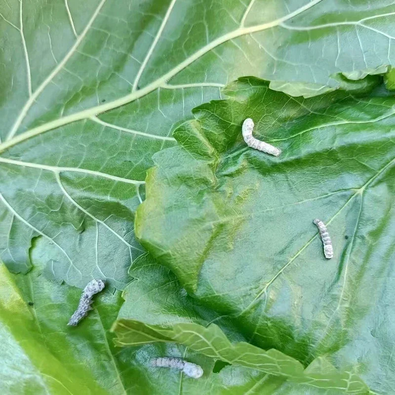 Контейнер для наблюдения за насекомыми кормления детей