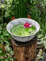 retro thick red ceramic flower pot large bowl hydroponic sleeping lotus hydrocotyle green radish succulent bonsai viewing pot