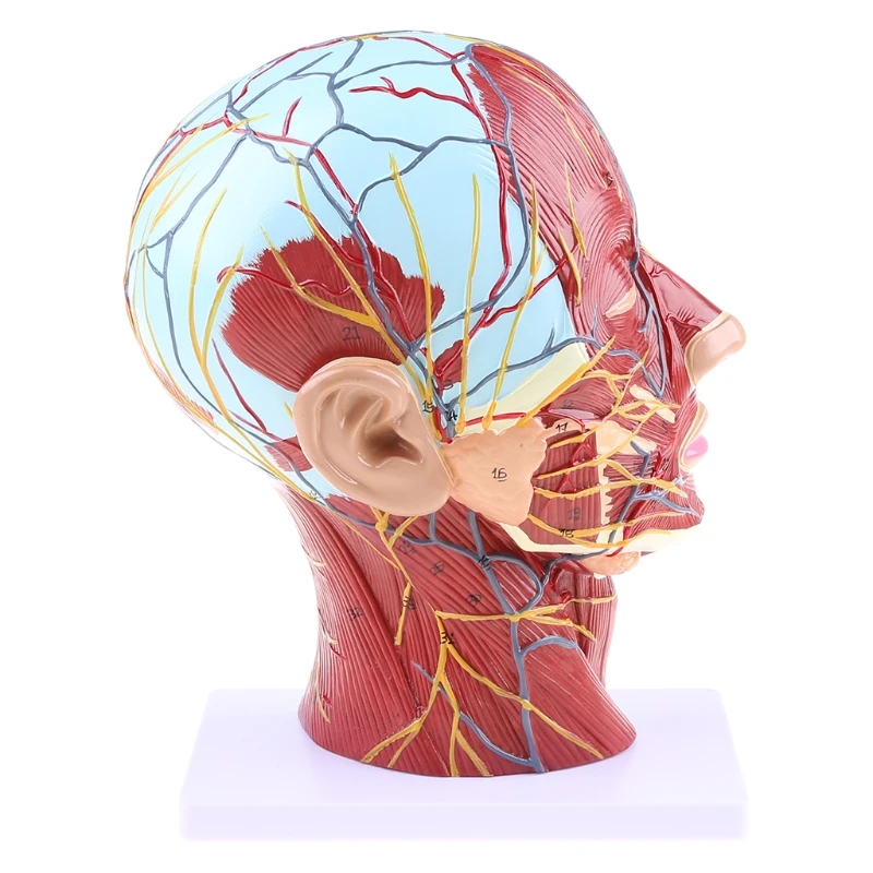 

G5AA Human Anatomical Half for Head Face Anatomy Medical Brain Neck Median Section St