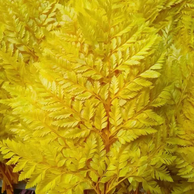 

10Pcs Dried Flower Preserved Natural Plants Fresh Alpine Sheep Tooth Christmas 2022 Novelties Ornaments Halloween Pampas