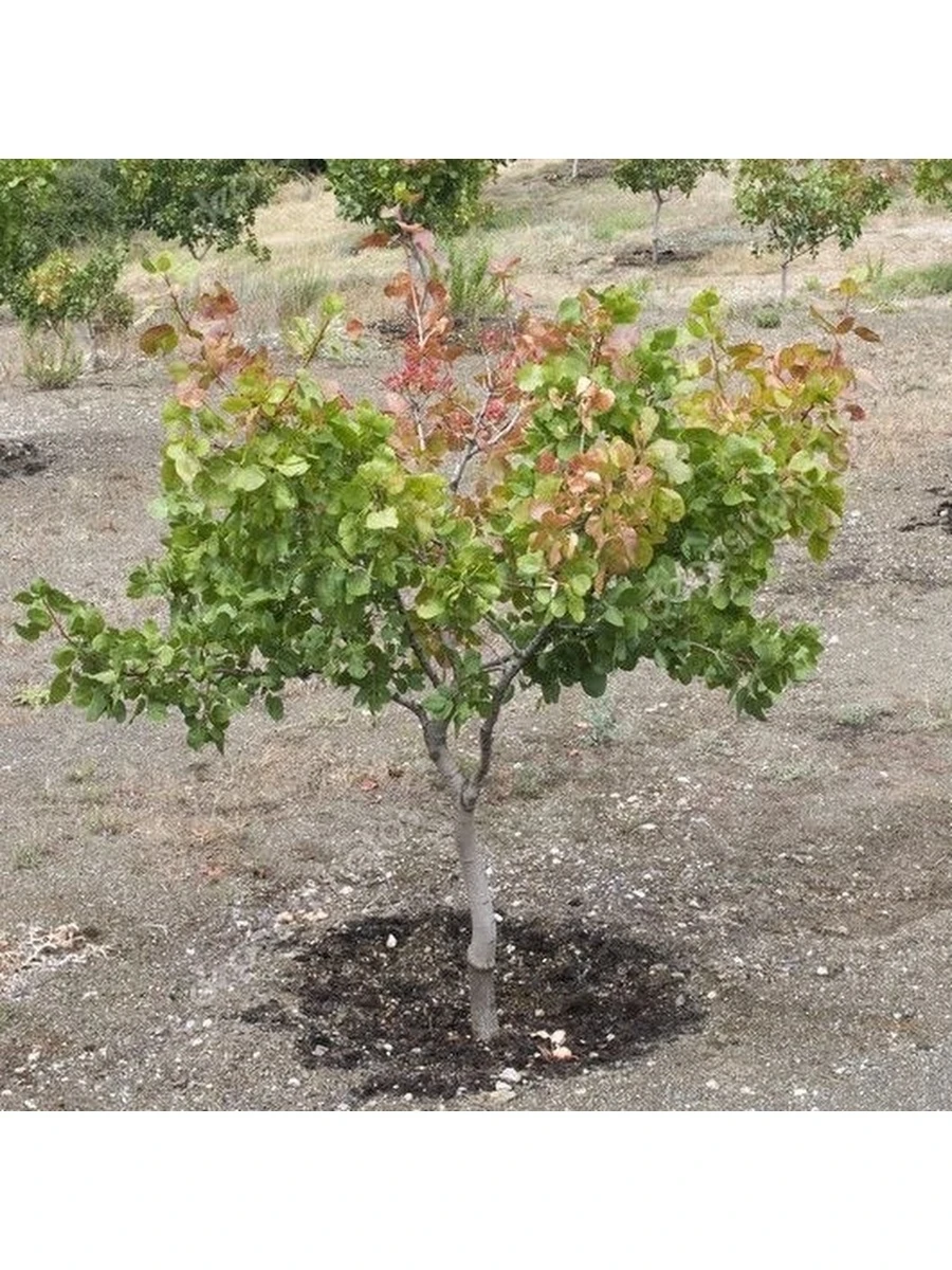 Где Можно Купить Морозостойкие Саженцы Чайной Розы