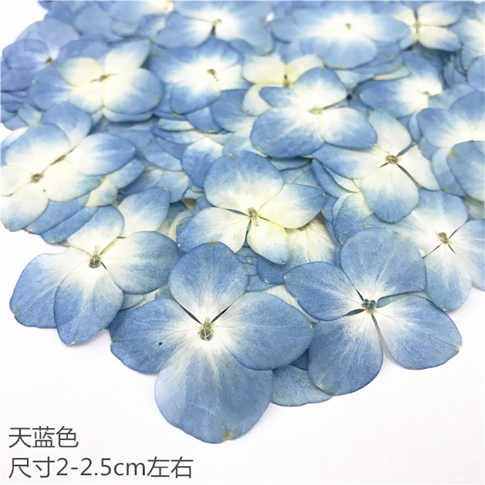 Гортензия цвет в ассортименте