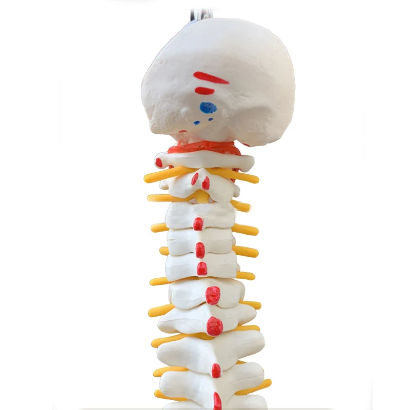 Human spine model 45CM advanced medical bone shaping exercises teaching tool |