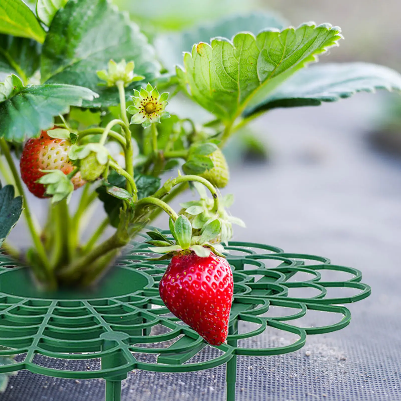 

Strawberry Supports 3 Pack Strawberry Frame Stands Sturdy Fruit Growing Racks Garden Stand Balcony Vegetable Rack For Keeping