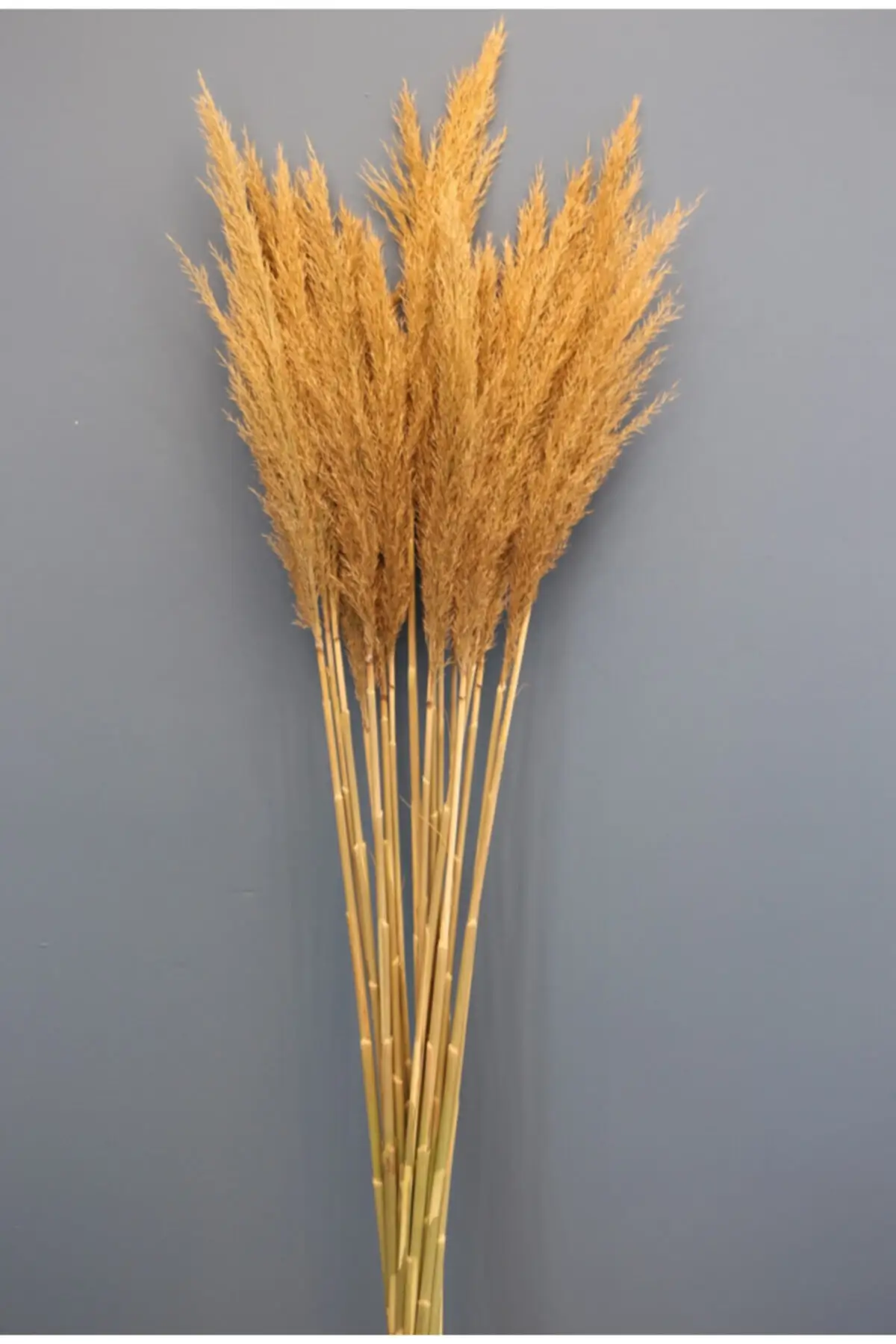 

Natural Natural Flower Pampas 45 Pieces