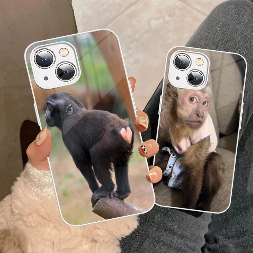 Чехол для телефона Monkey Sipping Caprisun Meme iPhone 14 13 12 Mini 11 Pro XS Max X XR Plus чехол из закаленного