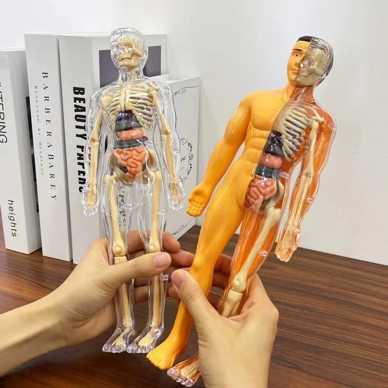 Анатомическая модель человека Монтессори 3D головоломка манекен инструменты для