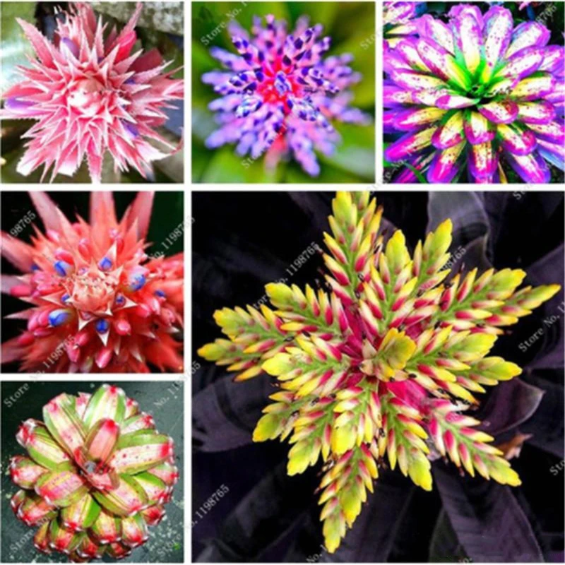 

100 шт., ароматические благовония для сада, бонсай, натуральные растения, красочные кактусы, ароматные благовония J025Y