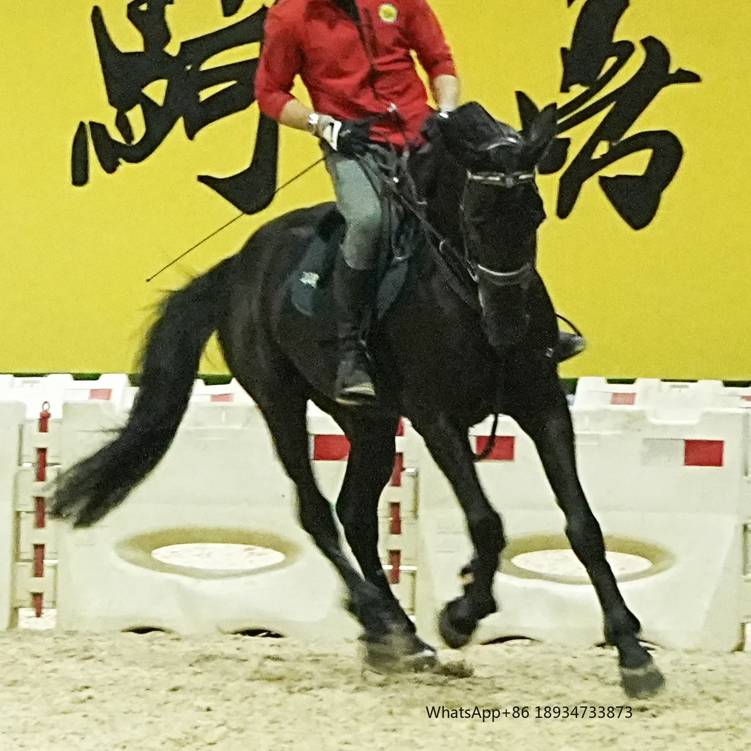 SODOLUX инфракрасный пояс для животных