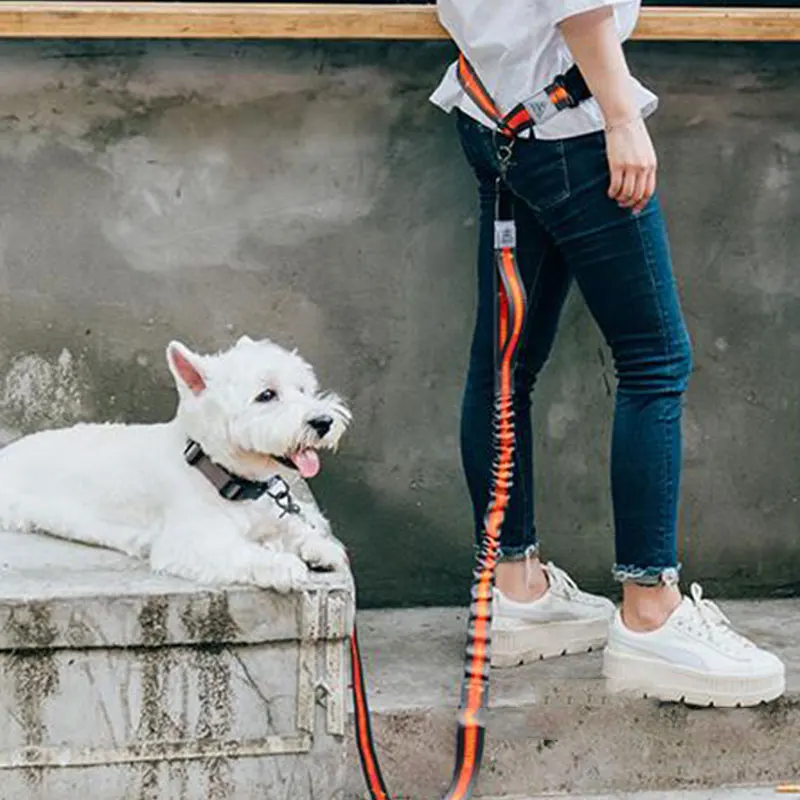 

New Year Reflective Leash Traction Rope Pet Dog Running Belt Elastic Hands Freely Jogging Pull Dog Leash Metal D-ring Leashes