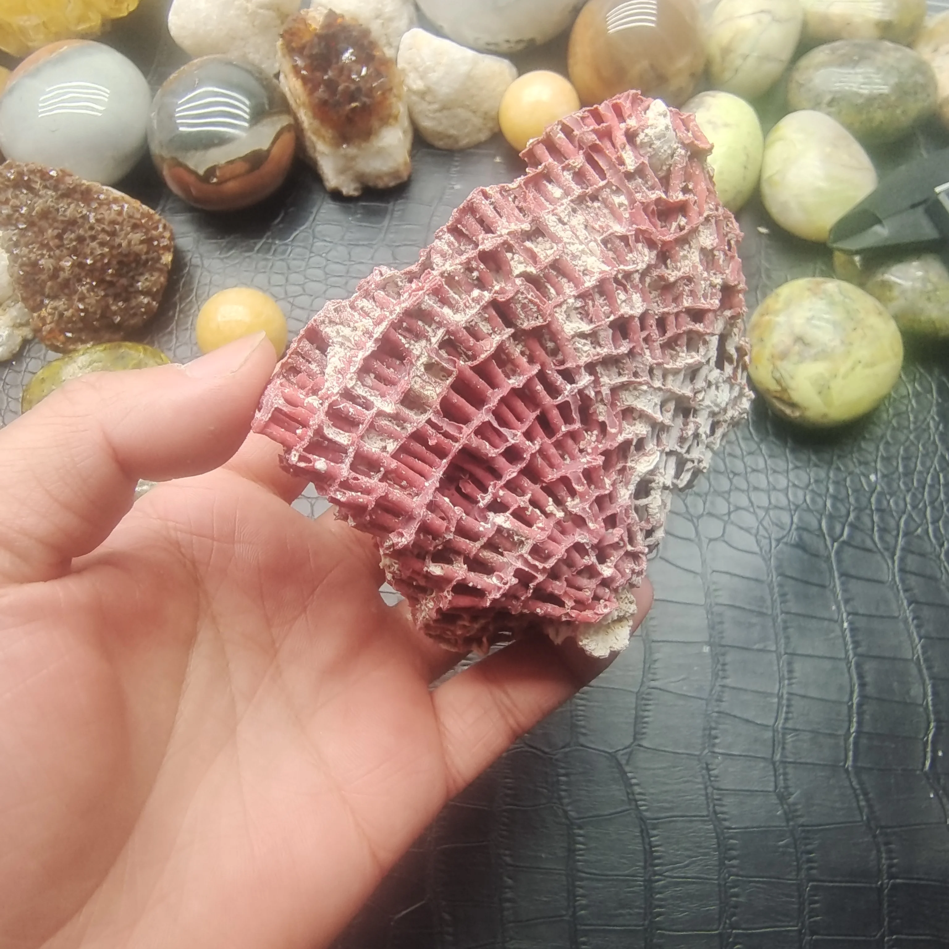 

1pc Natural Coral Tree Sea Red Coralline Plant Antipathes Flowerpot Aquatic Animal Landscaping Furnishing Ornaments Home Decor
