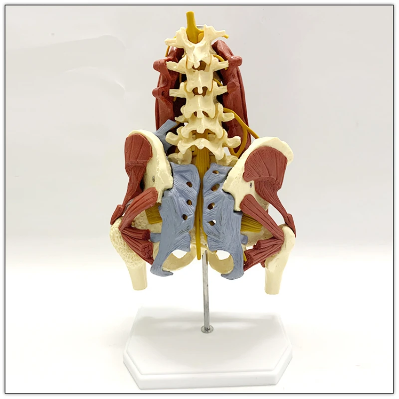 

1:1 Life Size Anatomy Lumbar Vertebrae Vital Muscles Pelvic Muscle Model Spine Skeleton Protrusion Intervertebral Disc