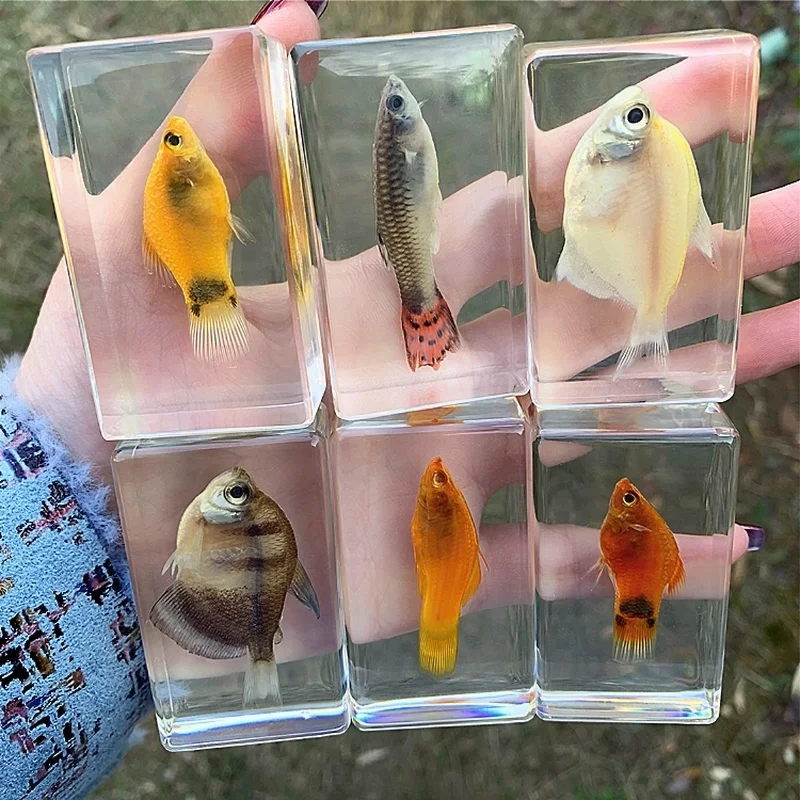 

Real Marine Animal Fish Resin Specimen Turtle Starfish Crab Hermit Crab Early Education Creative Amber Collection Decoration