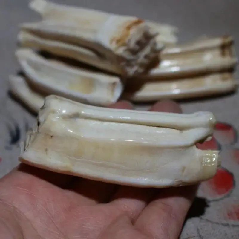 Natural Hippo Teeth Pendant Hippo Teeth Hand Handle Piece Horse Teeth Dental Raw Materials Literary Play Handle Play Hand Handle