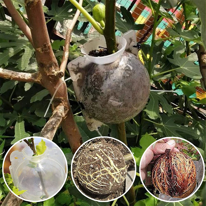 5/8CM Plant Rooting Ball Grafting Root Box 10/20Pcs Root Visible High Pressure Ball Breeding Growing Device For Garden Orchard