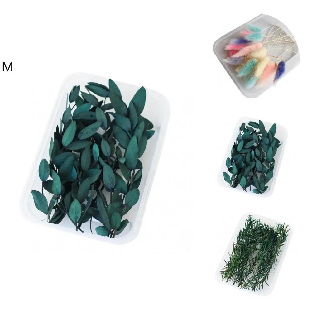

Practical Art Flower Easy to Maintain Visual Effect Natural DIY Preserved Flower Art Dried Flower Dried Flower 1 Box