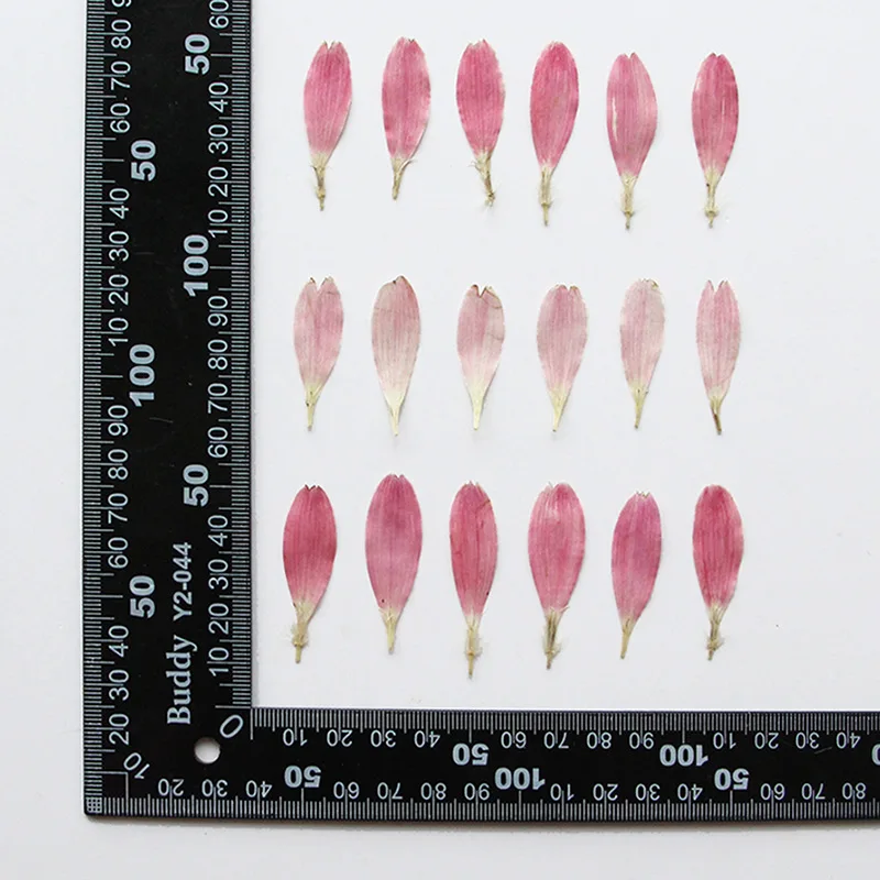 60 шт. Цветочный лепесток