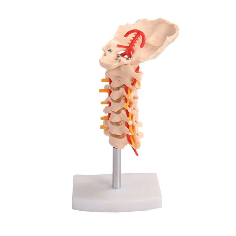 

Cervical Vertebra Anatomical Model Carotid Artery Occipital Intervertebral Disc And Nerve Model BIX-A1021